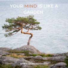 Your mind is like a garden; grow it deliberately